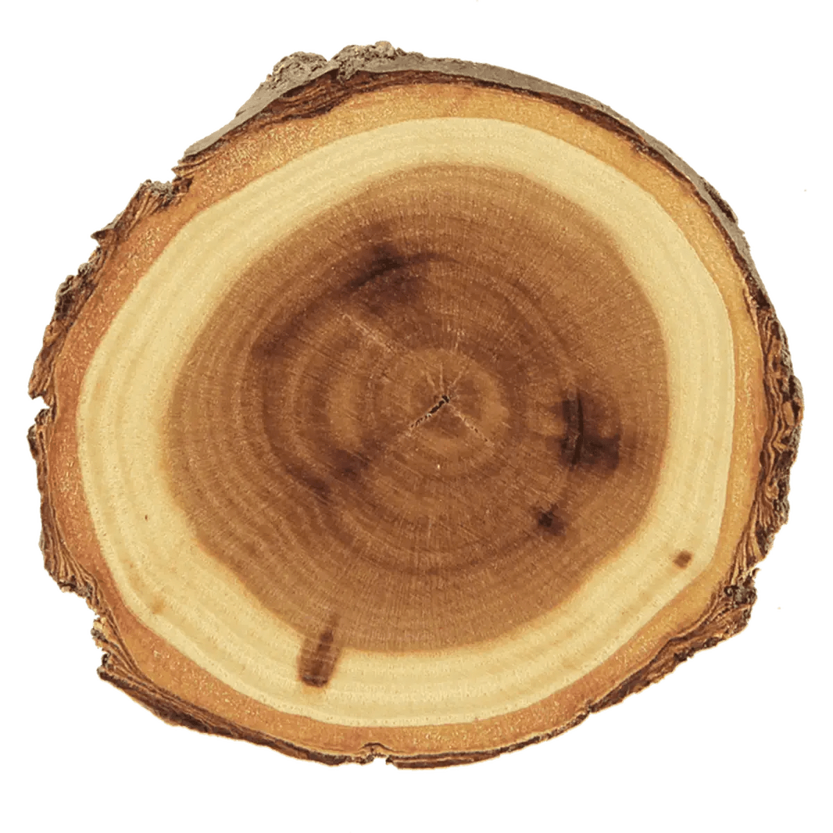 Custom Engraved Log Coasters and Trivets - Rustic Decor - Coaster